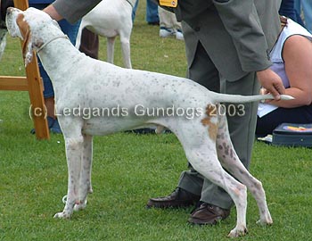 4th Open Dog